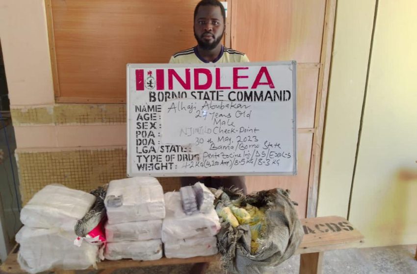 NDLEA destroys 3 tons of skunk in Edo forest, seizes 76.9kg Loud from Canada